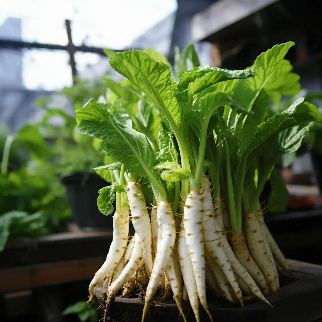 Radish Green Meat Vegetable Seeds for Planting