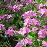 Danvers 126 Carrot Seeds – Heirloom Sweet Orange Root Veg - Dharaseeds