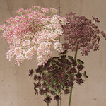 Dara Daucus Imported heirloom non-gmo garden seeds