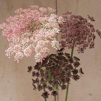Dara Daucus Imported heirloom non-gmo garden seeds