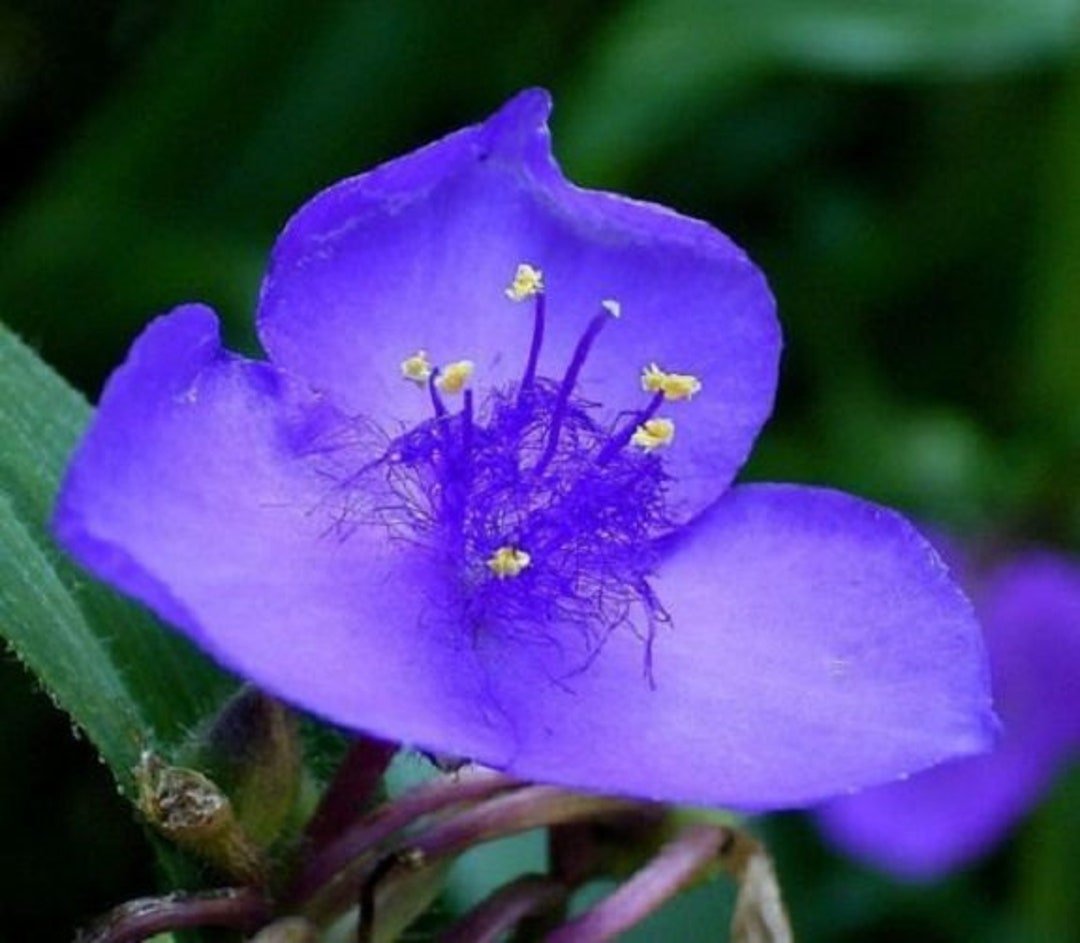 Dark Blue Tradescantia Masterblume Seeds – Striking Blue Flowers for Border Edges - Dharaseeds