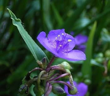 Dark Blue Tradescantia Masterblume Seeds – Striking Blue Flowers for Border Edges - Dharaseeds