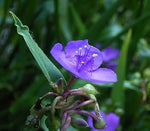 Dark Blue Tradescantia Masterblume Seeds – Striking Blue Flowers for Border Edges - Dharaseeds