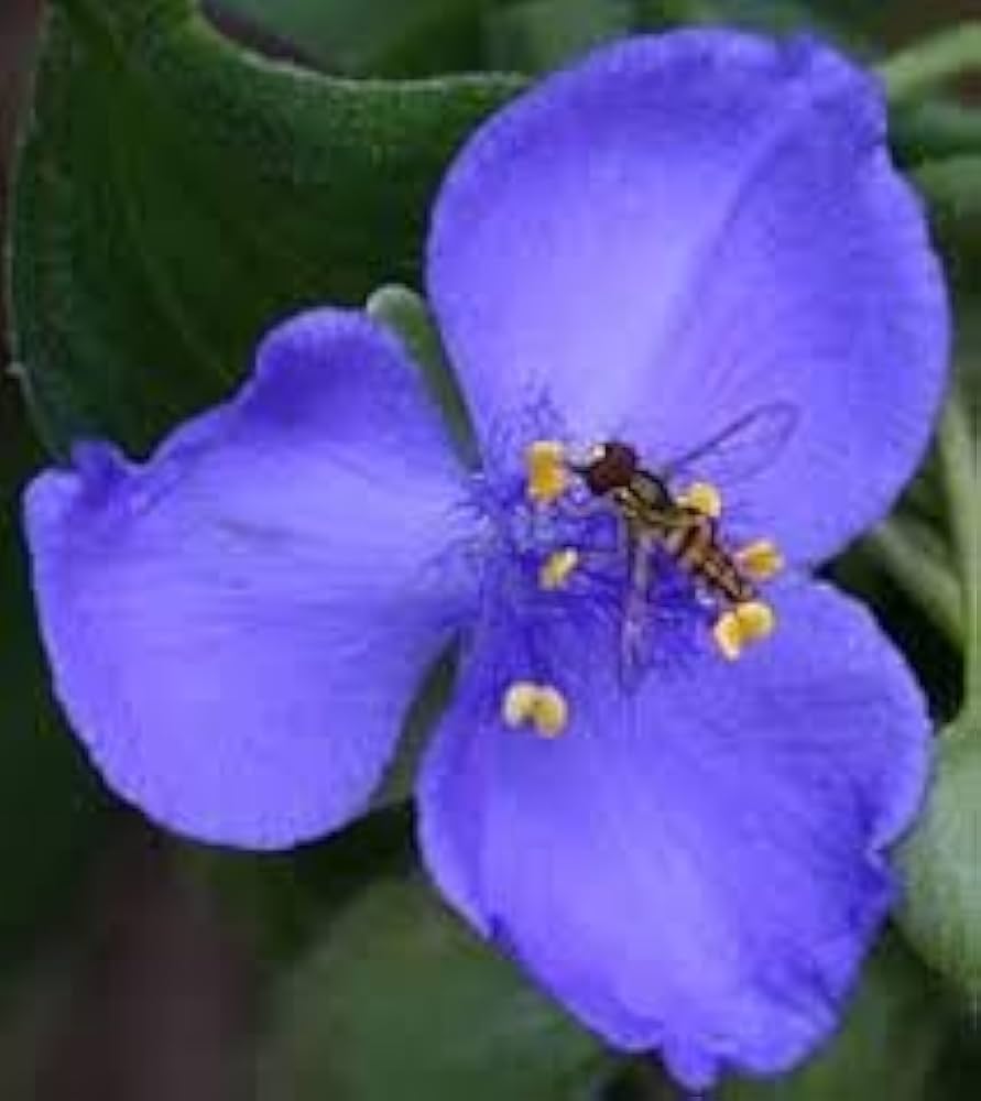 Dark Blue Tradescantia Masterblume Seeds – Striking Blue Flowers for Border Edges - Dharaseeds