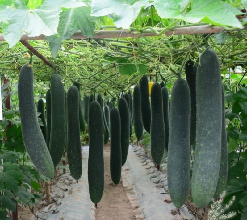 Dark Green Long Wax Gourd Seeds Genuine – Heirloom, Non-GMO, High Germination Organic Garden Seeds