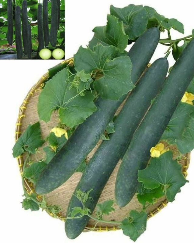 Dark Green Long Wax Gourd Seeds Genuine – Heirloom, Non-GMO, High Germination Organic Garden Seeds