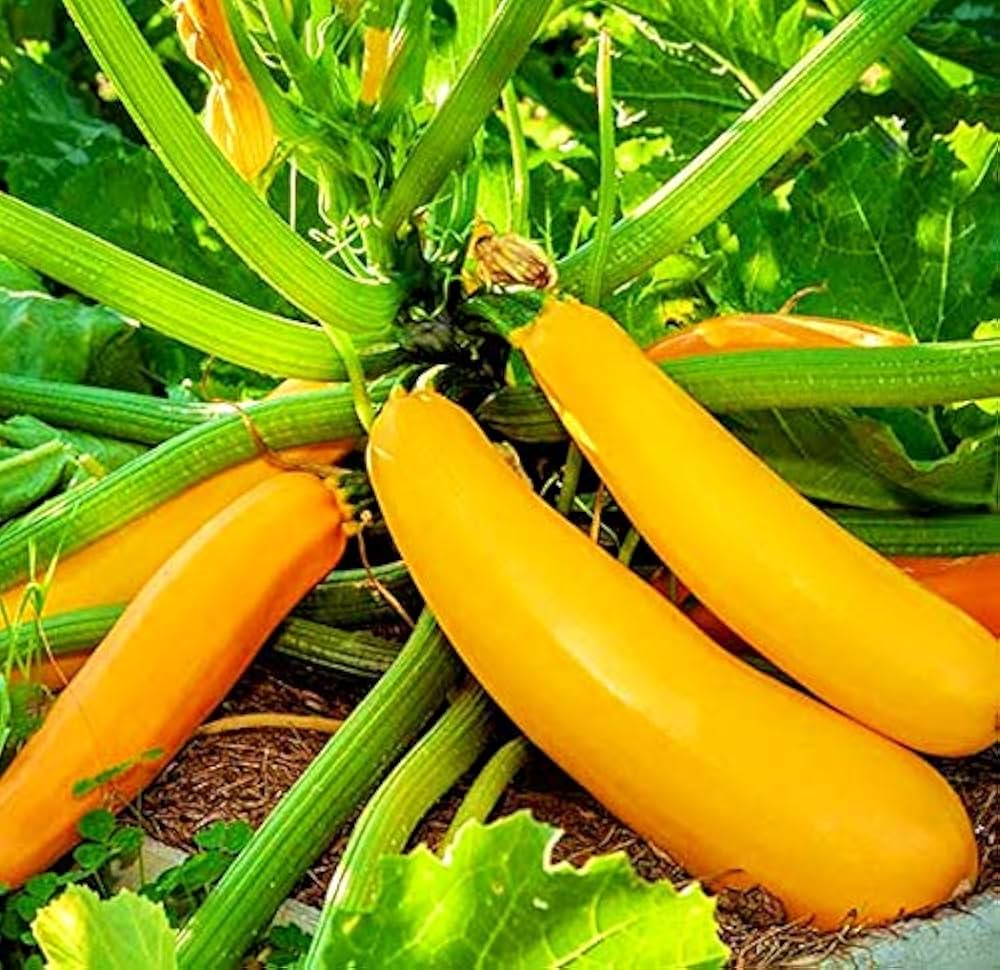 Dark Green Zucchini Squash Seeds – High - Yield Summer Variety - Dharaseeds
