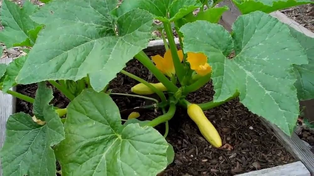 Dark Green Zucchini Squash Seeds – High - Yield Summer Variety - Dharaseeds