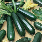 Dark Green Zucchini Squash Seeds – Productive Summer Vegetable Variety - Dharaseeds