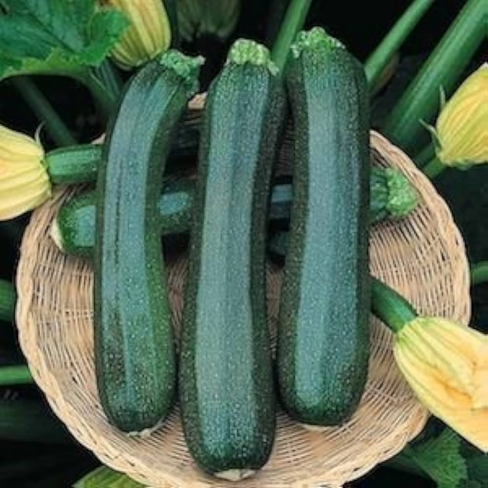 Dark Green Zucchini Squash Seeds – Productive Summer Vegetable Variety - Dharaseeds