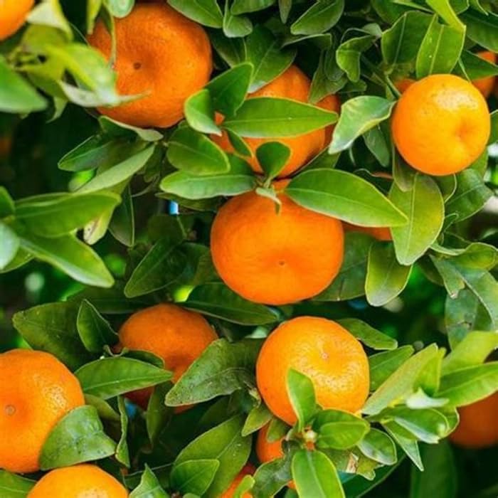 dark orange variety seeds for warm climate gardening