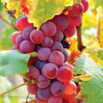 Dark Pink Grape Fruit Growing from Quality Seeds