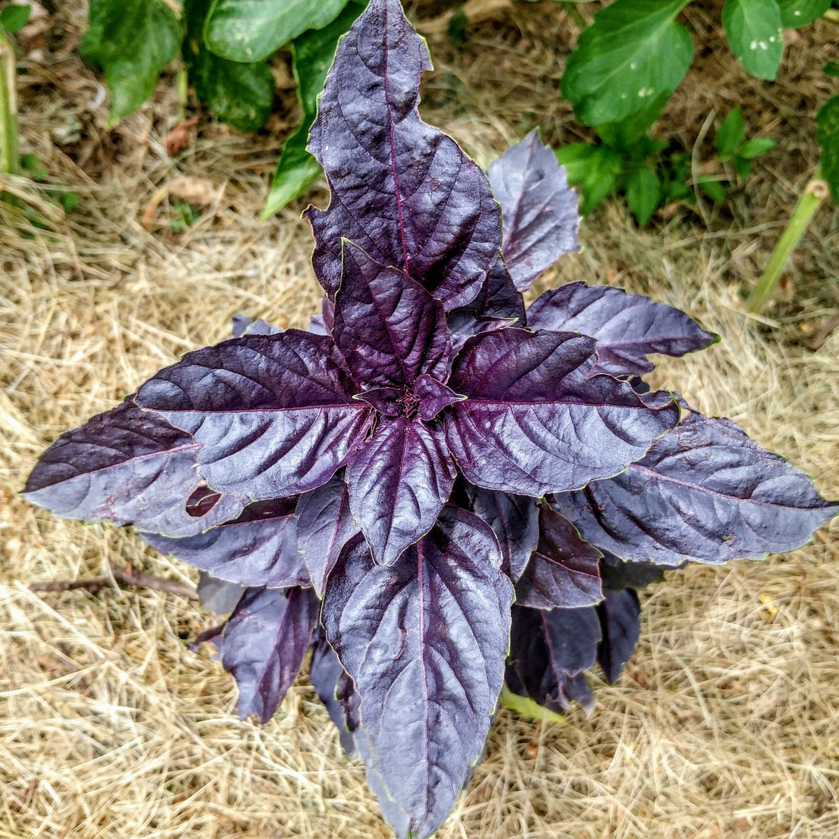 Basil Plants with Deep Purple Leaves in Garden
