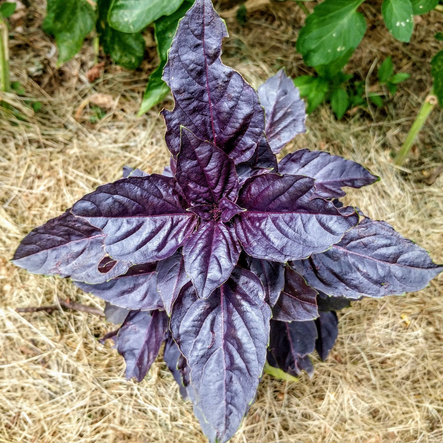 Basil Plants with Deep Purple Leaves in Garden