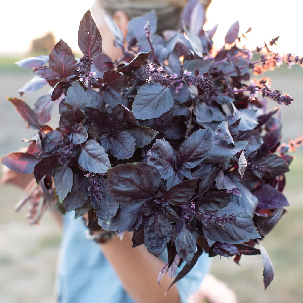 Freshly Harvested Dark Purple Basil Leaves