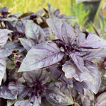 Heirloom Dark Purple Basil Seeds – Culinary Herb Variety