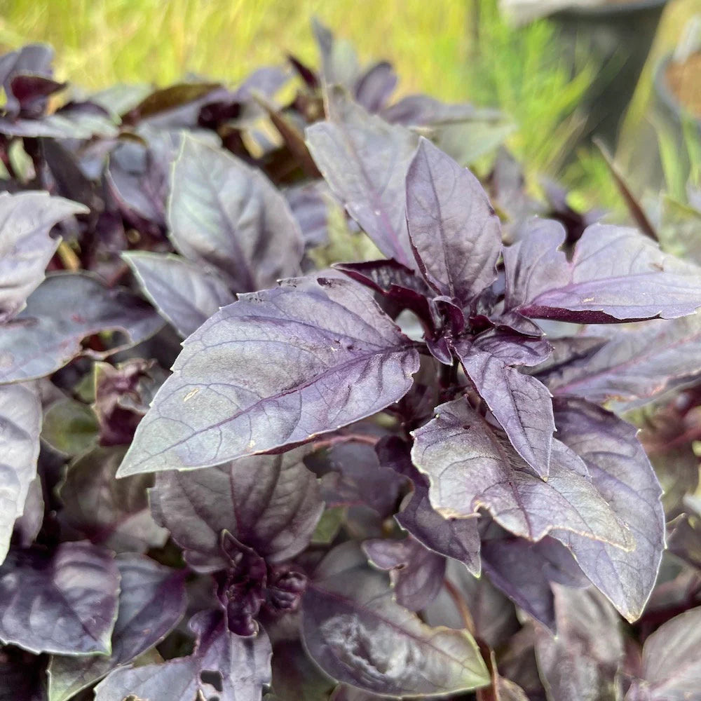 Heirloom Dark Purple Basil Seeds – Culinary Herb Variety