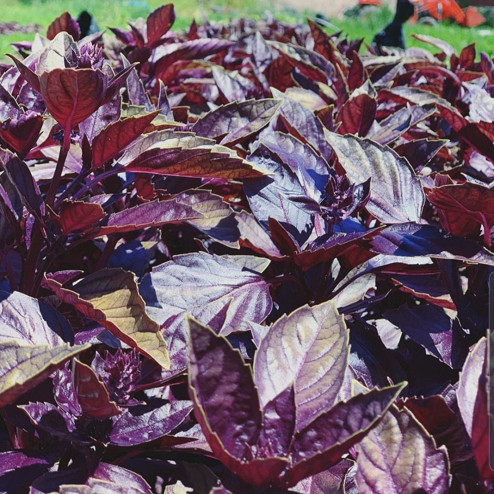 Premium Non-GMO Dark Purple Basil Seeds for Planting
