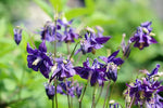 Dark purple Columbine flower seeds for planting hummingbird gardens - Dharaseeds