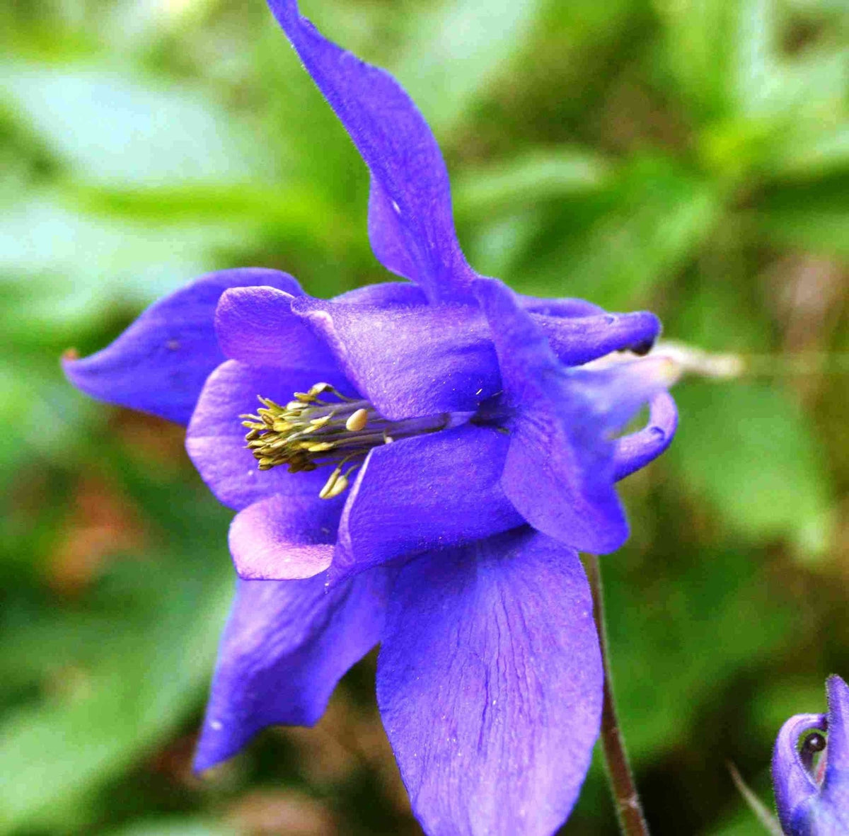 Dark purple Columbine flower seeds for planting hummingbird gardens - Dharaseeds