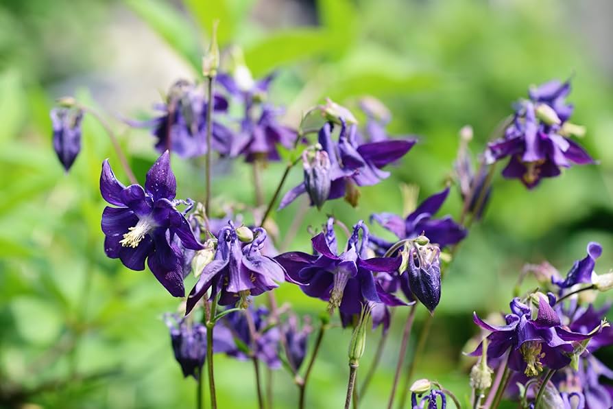 Dark purple Columbine flower seeds for planting hummingbird gardens - Dharaseeds