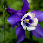 Dark purple Columbine flower seeds for planting hummingbird gardens - Dharaseeds