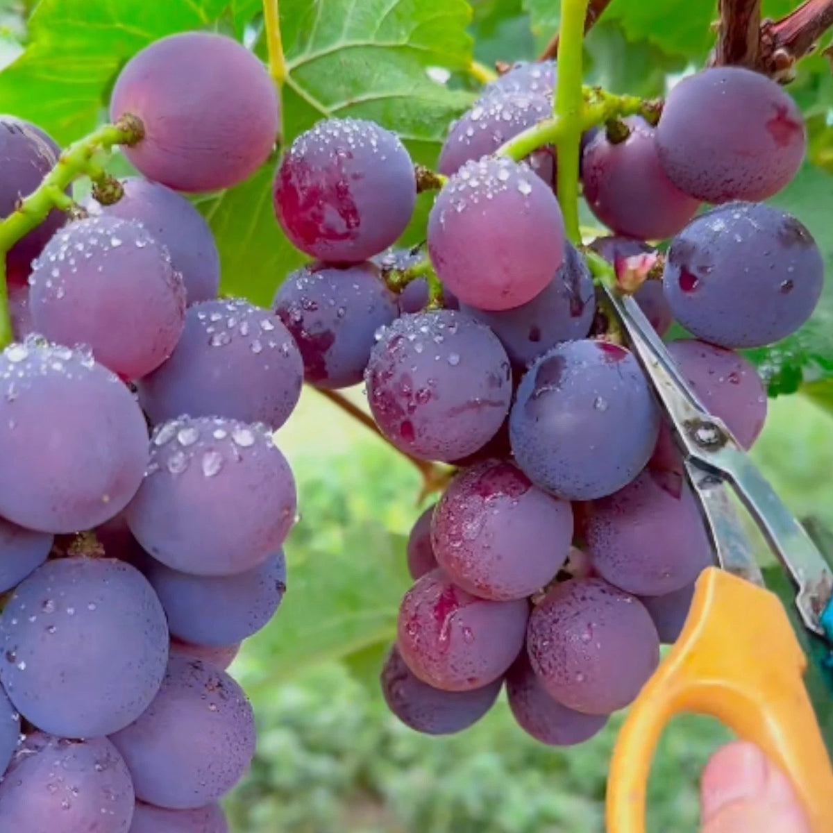 Dark purple grape seeds for planting heirloom non GMO variety