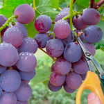 Dark purple grape seeds for planting heirloom non GMO variety