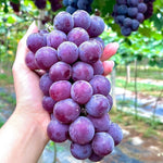Super sweet dark purple grape seeds heirloom grape planting