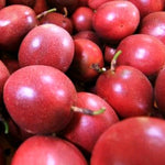 Dark Red Passion Fruit Seeds for Planting in Warm Climates