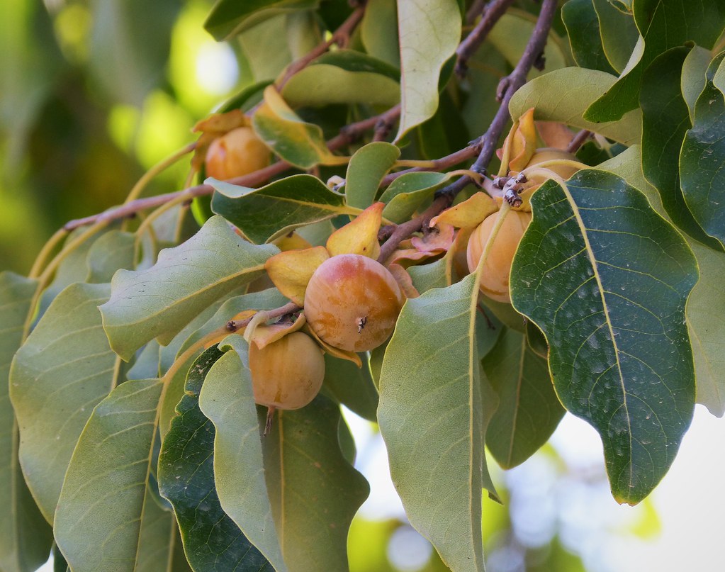 Date Plum (Diospyros lotus)