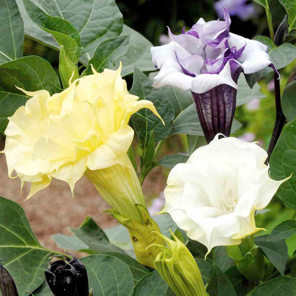 Datura Metel Mix Angel’s Trumpet Flower Seeds