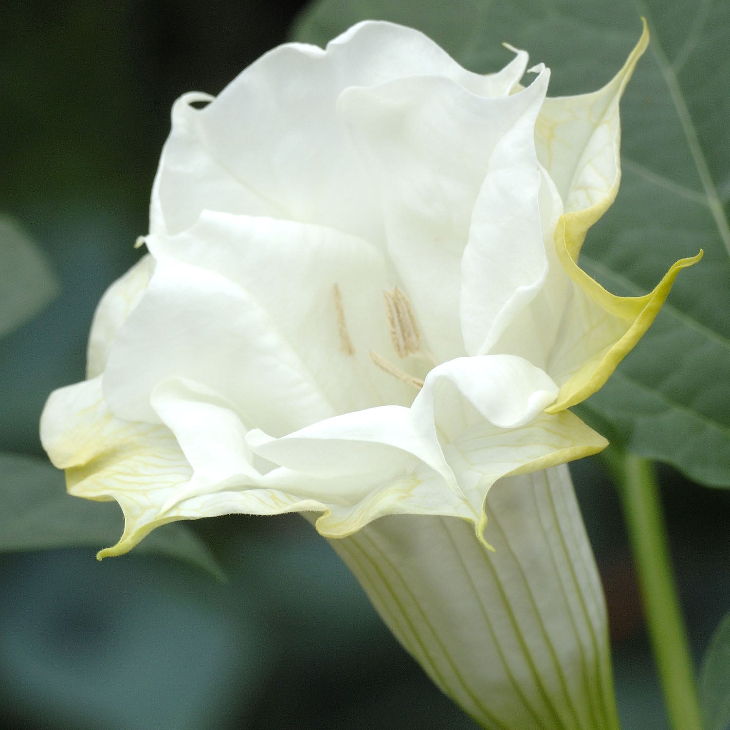 Datura Metel White Moonflower Plant Seeds