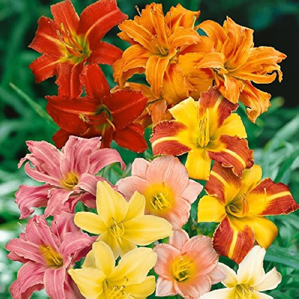 Daylily flower Hemerocallis spp. seeds for planting in home garden or decorative outdoor landscapes - Dharaseeds
