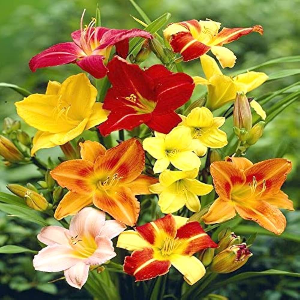 Daylily flower Hemerocallis spp. seeds for planting in home garden or decorative outdoor landscapes - Dharaseeds