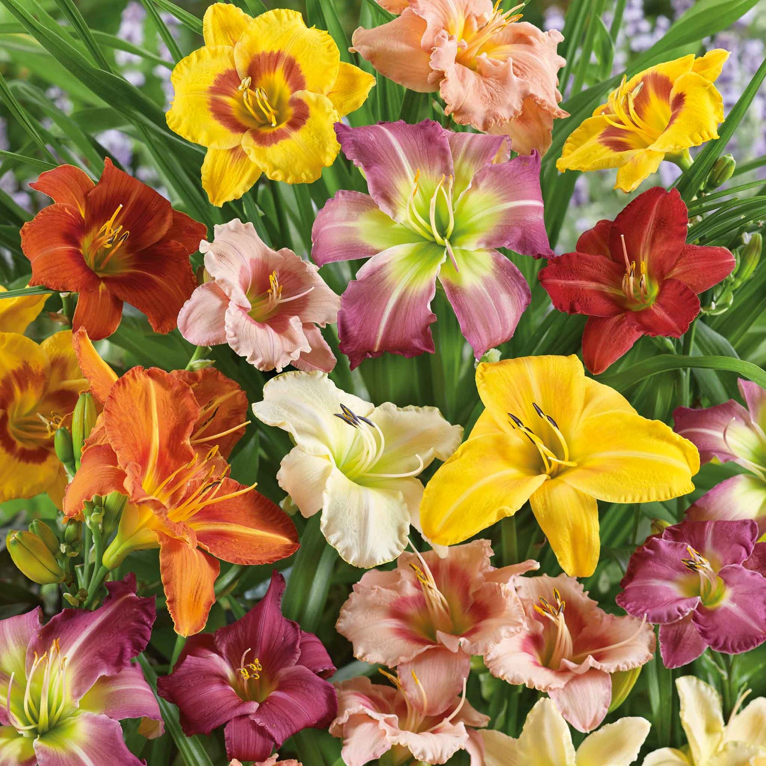 Tawny Daylily Mixed Colors Hybrid Hemerocallis Flowering Seeds For Planting