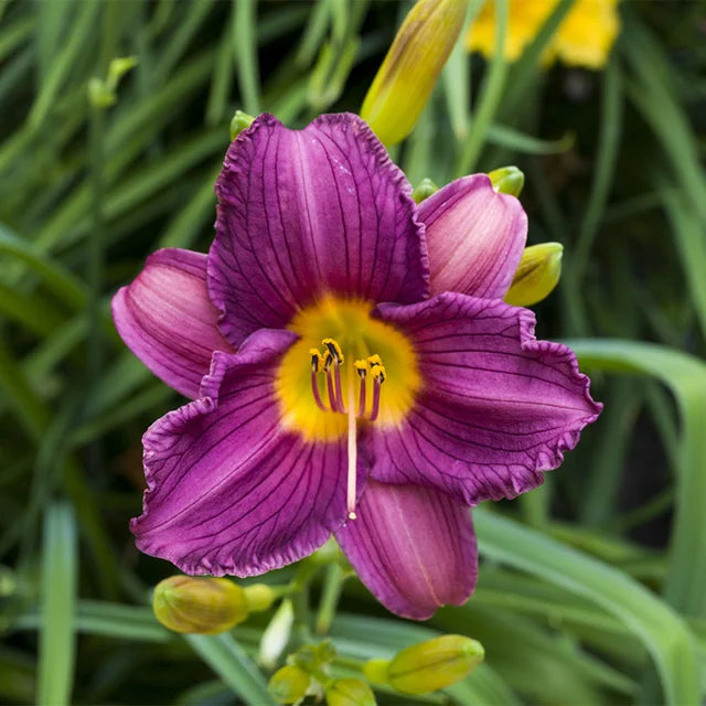 Hemerocallis Purple dOro