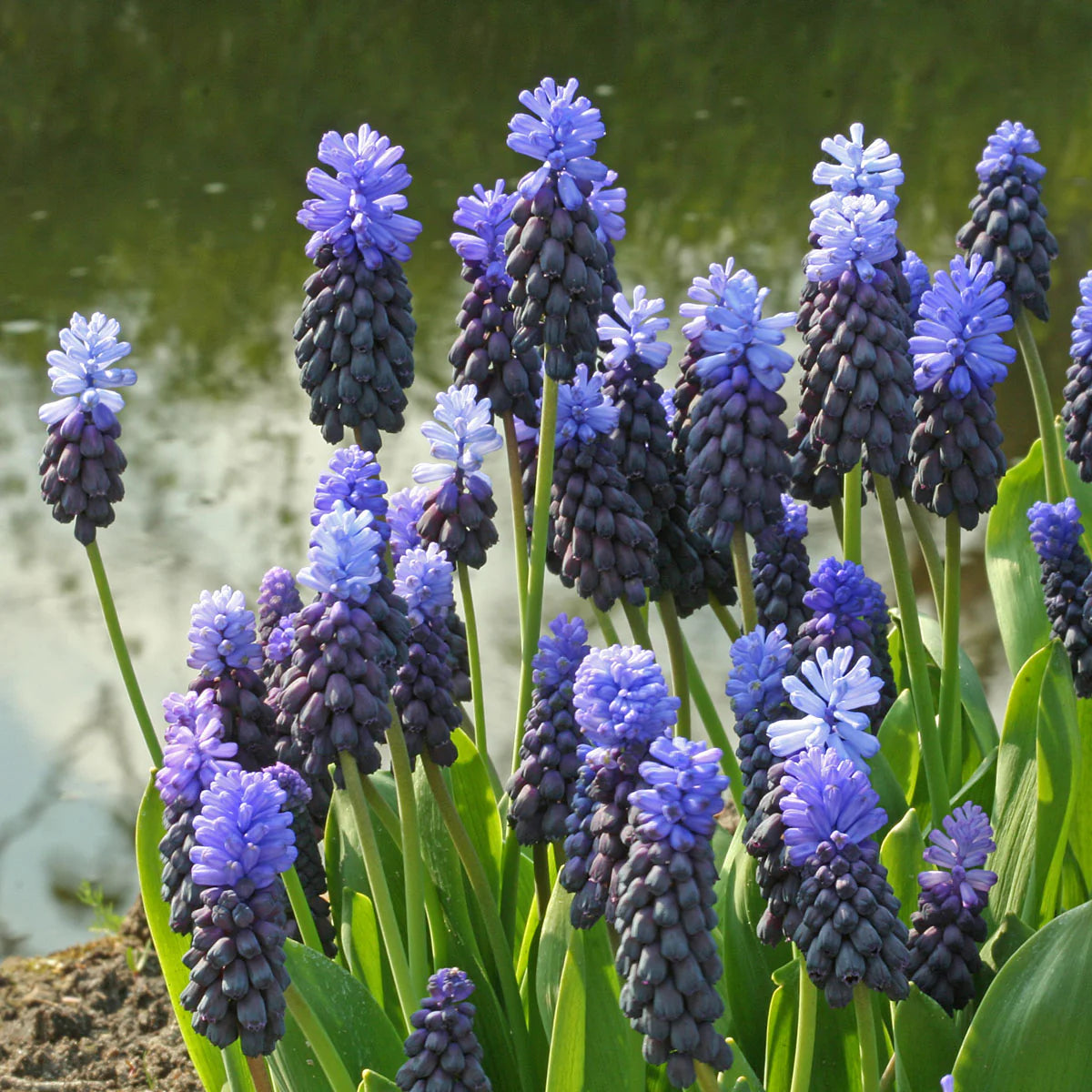 Grape Hyacinth Bulbs (Muscari) - Latifolium