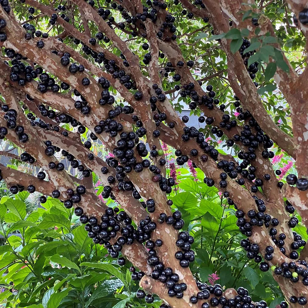 Jabuticaba Tree Grape Seeds