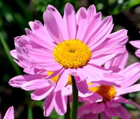 Pink Robinsons Flower Seeds for Planting - NON GMO Seeds Dhara Seeds