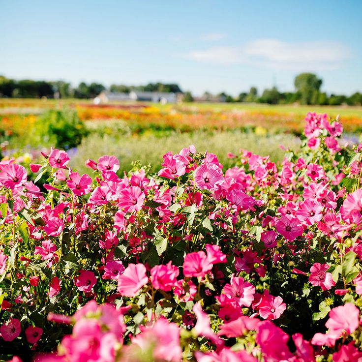 Rose Mallow Seeds - Loveliness