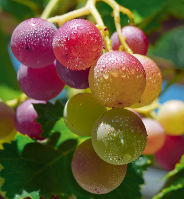 Rainbow Grape Seeds