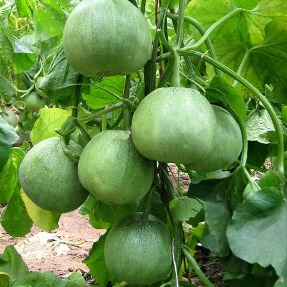 Extremely Early Maturity, Strong Plant, Good Disease Resistant Melon – Heirloom, Non-GMO, High Germination Organic Garden Seeds