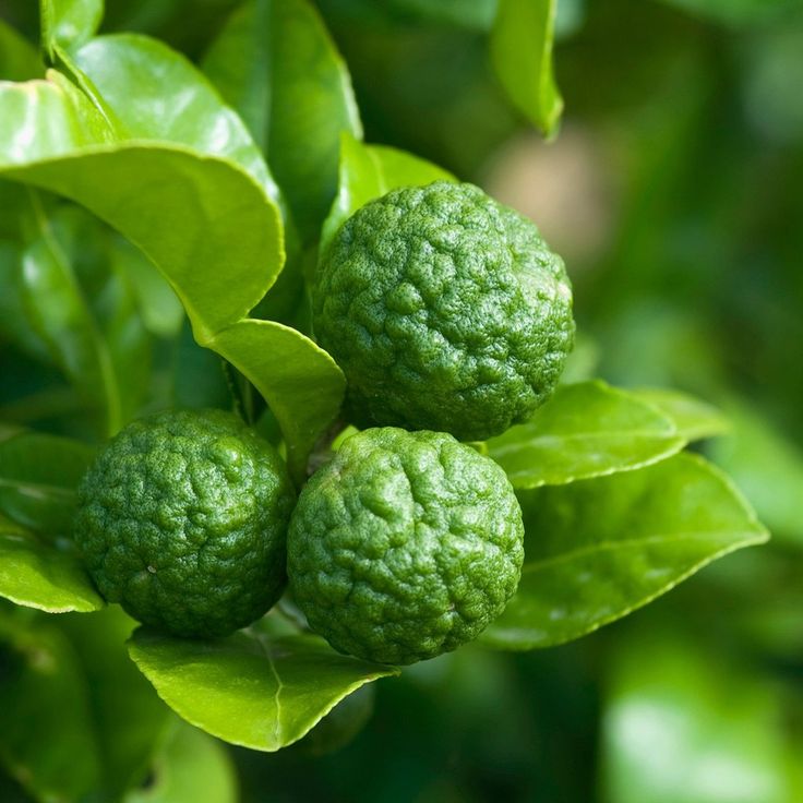 Indonesian Lime (Citrus hystrix)