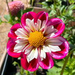 Bumble ('Bumble scientific name) for planting in garden