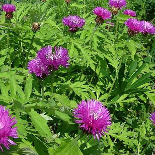 Cornflower Dealbata Pink and White Bloom Flower Seeds