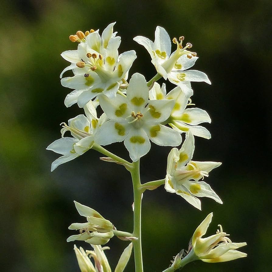 Deathcamas flower Zigadenus elegans white wildflower seeds for planting in natural landscapes or open gardens - Dharaseeds