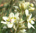 Deathcamas flower Zigadenus elegans white wildflower seeds for planting in natural landscapes or open gardens - Dharaseeds