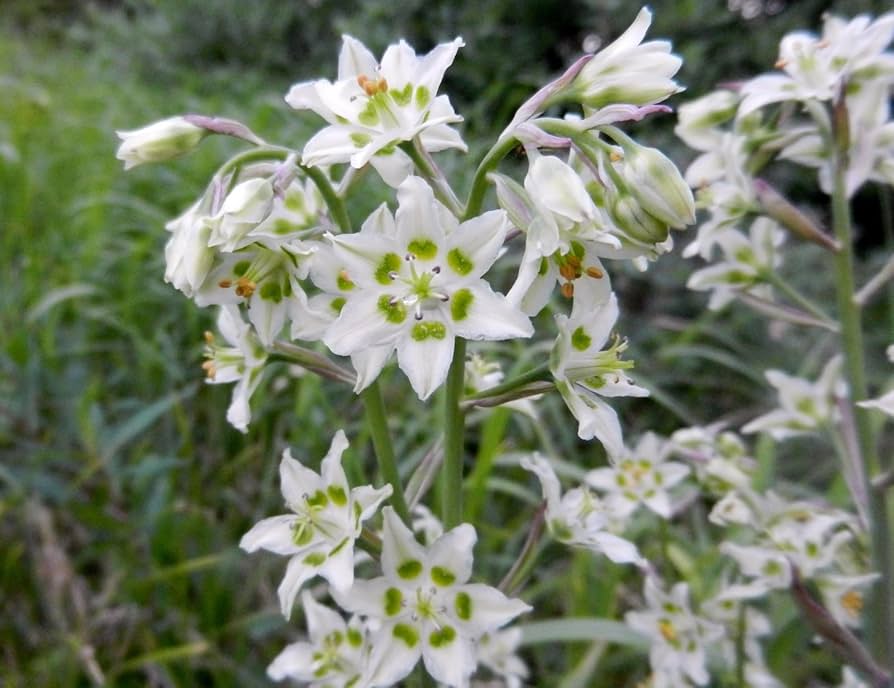 Deathcamas flower Zigadenus elegans white wildflower seeds for planting in natural landscapes or open gardens - Dharaseeds