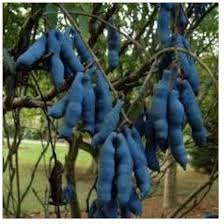 Decaisnea Fargesii blue seeds for planting rare blue bean tree